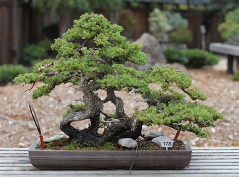 Un bonsaï genévrier de style shohin avec un bois mort prononcé