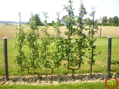 Détail d'un poirier taillé en palmette au Potager du Roi