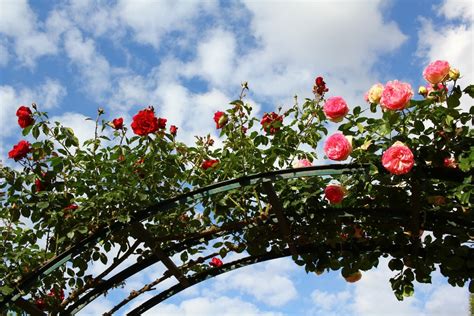 Rosier grimpant Rimosa en pleine floraison sur une arche de jardin