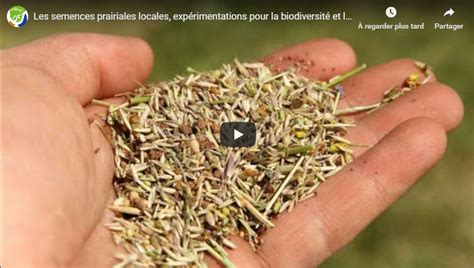 Mélange de semences prairiales pour enrichir la biodiversité