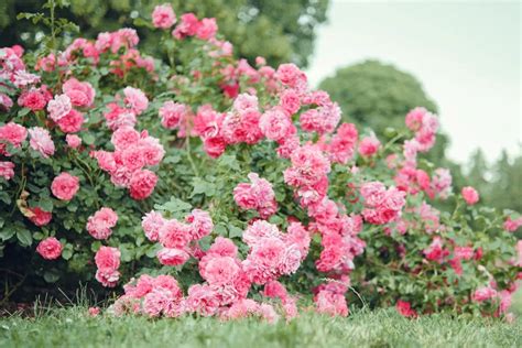 jardin de rosiers en fleur