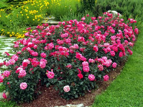 rosier buisson en massif