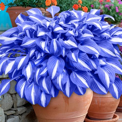 Hosta bleu en massif ombragé