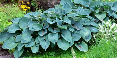 Feuillage épais et gaufré d'un hosta bleu