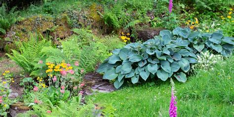 Hostas bleus en bordure ombragée