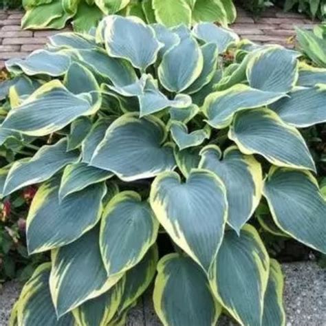 Collection de différentes variétés d'hostas bleus