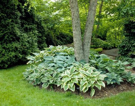 Hostas bleus sous un arbre
