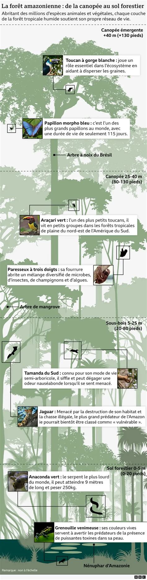 Infographie présentant différentes espèces de Ficus utilisées en bonsaï et leurs caractéristiques principales