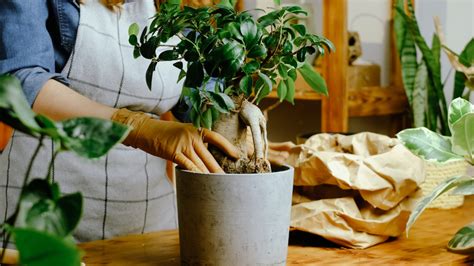 Schéma illustrant les étapes du rempotage d'un bonsaï Ficus