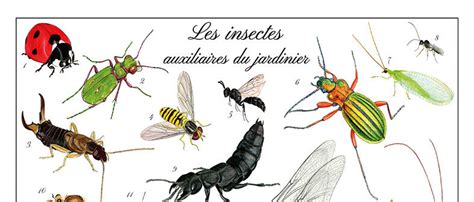 Guide visuel des insectes auxiliaires du jardin