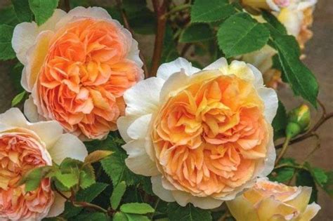 Détail macro des pétales ondulés orange saumoné du rosier Alibaba