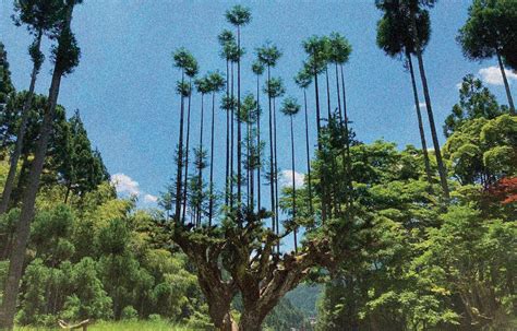 Photo de cèdres de Kitayama taillés selon la méthode Daisugi