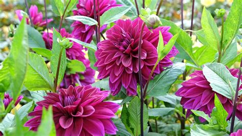 Gros plan sur une fleur de dahlia aux couleurs intenses et aux pétales complexes