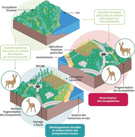 Schéma illustrant la fragmentation d'une colonie d'Acropora en plusieurs boutures viables
