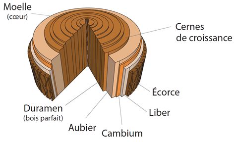 Schéma illustrant le retrait de l'écorce en suivant le fil des fibres du bois