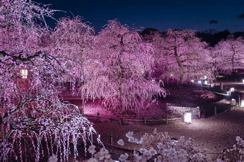 Vue nocturne d'un jardin japonais avec des pruniers en fleurs illuminés par des lanternes.