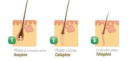 Schéma illustrant le cycle de croissance du cil (phase anagène, catagène, télogène)