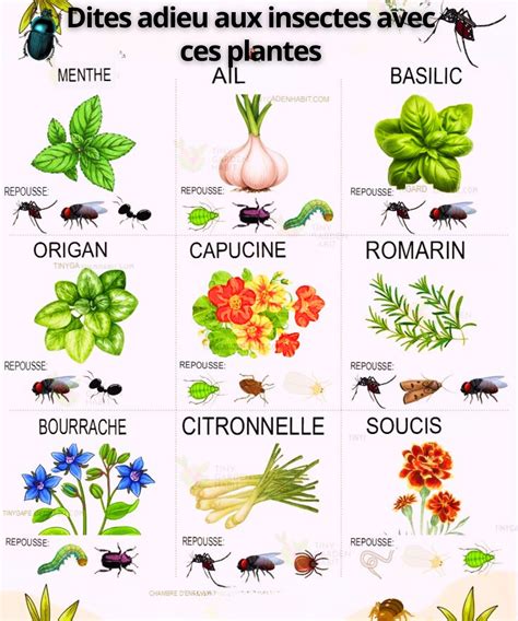 Infographie montrant une disposition idéale de plantes répulsives autour d'une terrasse