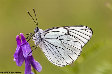 Papillon Gazé (Aporia crataegi) au repos