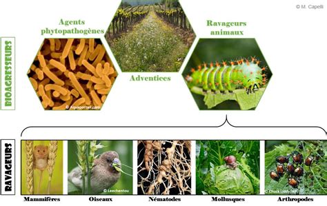 Schéma de lutte biologique par trichogrammes