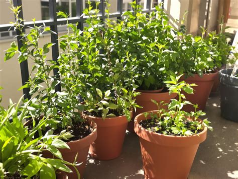 jardinage d'herbes aromatiques sur un balcon ensoleillé