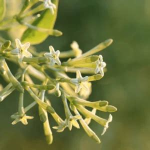Photo d'un Mesk Ellil en pleine floraison nocturne