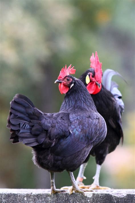 La Poule Landaise dans son environnement naturel de sous-bois