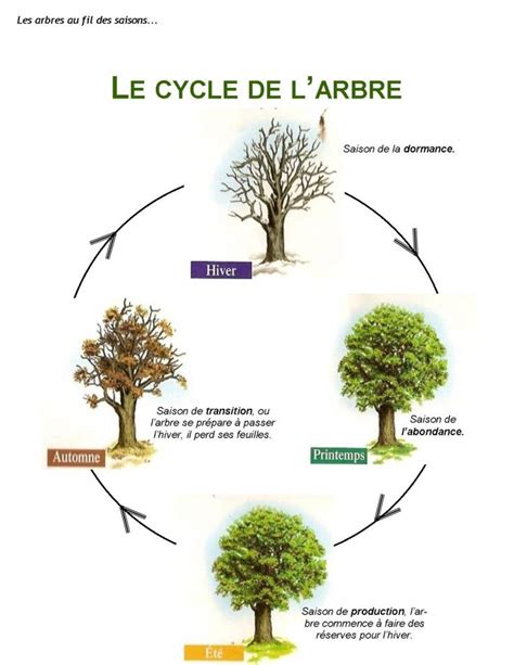 Schéma explicatif de la période de plantation idéale selon le cycle biologique des arbres