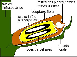 Schéma explicatif de la coupe au-dessus d'un œil tourné vers l'extérieur pour favoriser une ramification harmonieuse
