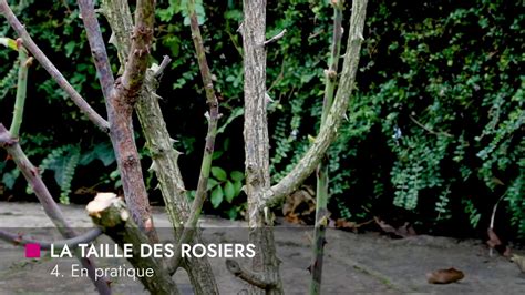 Illustration comparative : rosier avant et après une taille de rajeunissement