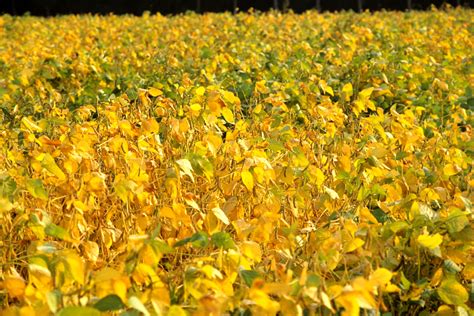 Champ de soja en fleur
