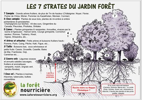 Schéma illustrant les strates d'une forêt-jardin permacole