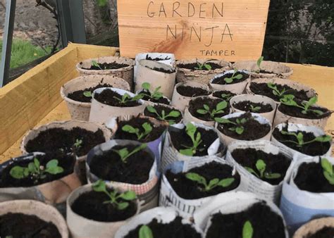 Photo montrant des semis dans des pots en papier journal biodégradable