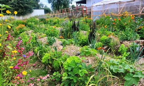 Paysage verdoyant d'un potager en permaculture en Suisse