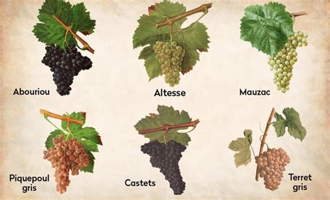 Illustration des différents cépages utilisés pour le rosé de Gascogne
