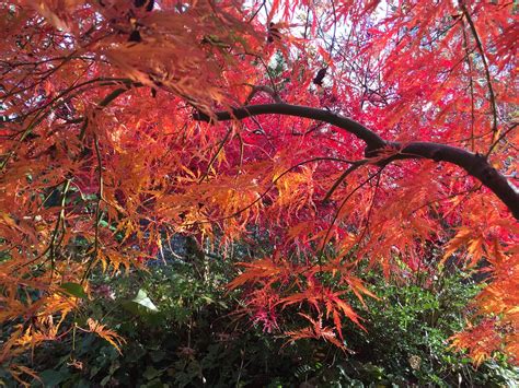 Variété d'érables japonais aux couleurs d'automne