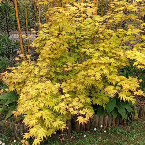 Feuillage d'Acer palmatum 'Orange Dream' en automne