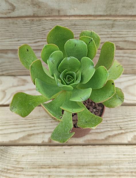 Diversité des plantes succulentes (Aeonium, Agave, Crassula, Echeveria)