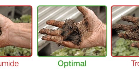 Test de l'humidité du compost