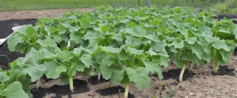 nombre de plants de courge par foyer