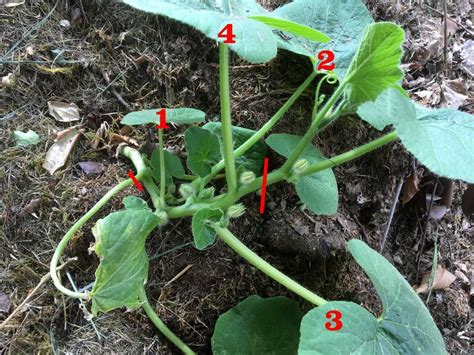 taille des courges