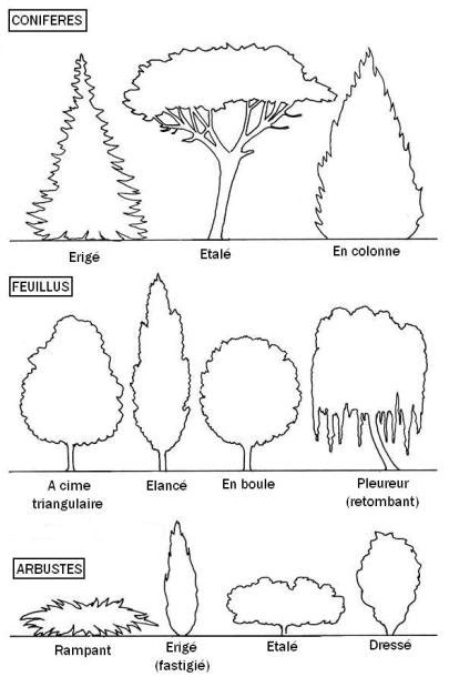 Illustration de différents types de ports d'arbres, incluant fastigié, étalé, conique et pleureur