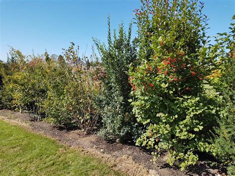 Alignement de Charmes Fastigiés en haie dans un jardin urbain