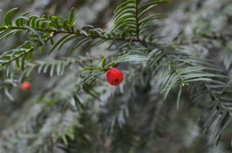 Gros plan sur les aiguilles vert foncé et les fruits rouges du Taxus baccata 'Fastigiata'