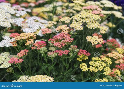 Achillea millefolium en pleine floraison