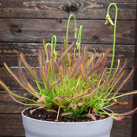 Drosera Capensis en pot
