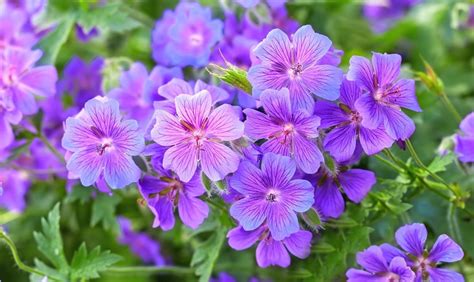 Géraniums lilas en pleine floraison