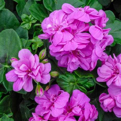 Géranium lierre lilas en suspension