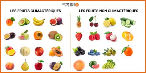 Schéma illustrant la différence entre fruits climactériques et non climactériques