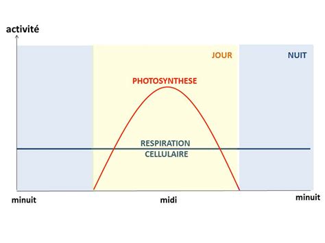 Graphique montrant l'influence de la température sur la respiration des fruits
